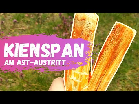 Identifying, finding, and collecting pinewood (branch exit) (simple method, for beginners and pro...