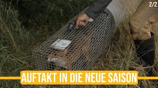 Niederwildtestrevier | Auftakt in die neue Saison! Diese Fallenrunde ist der Wahnsinn #fuchs