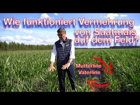 Frag Dr. Schröder - Wie funktioniert Maisvermehrung auf dem Feld?