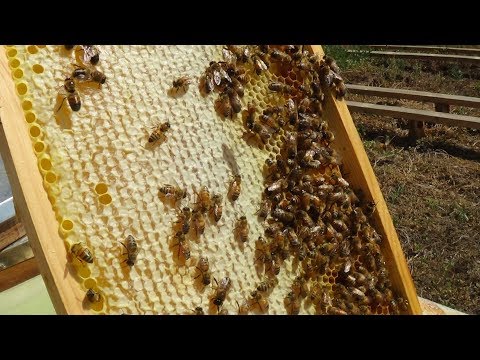 КАЧАТЬ или НЕ КАЧАТЬ ??? конец августа на точке бакфаст, пасека