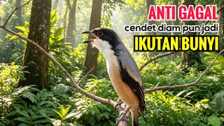 Download lagu SUARA CENDET GACOR ISIAN ALAM || ANTI GAGAL efektif bikin cendet malaspun  langsung ikutan bunyi mp3