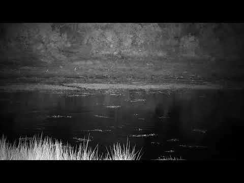 Djuma: Three Hippos return to dam-audio of Painted Dog and Hyenas calling too - 02:23 - 07/17/2022
