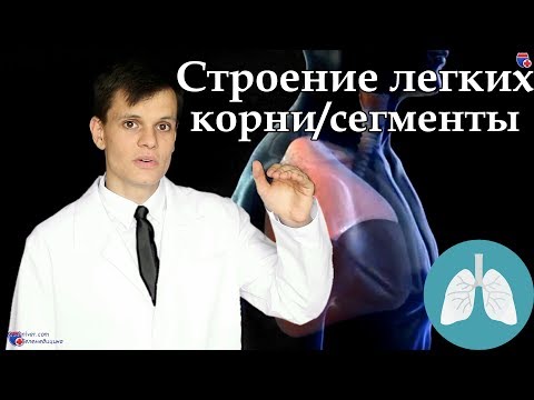 Анатомия легких, их корней и сегментов - meduniver.com