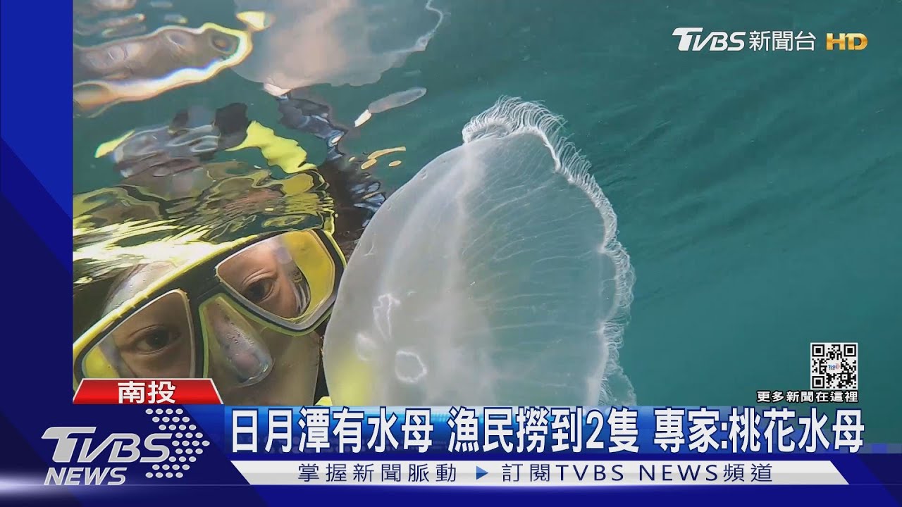 日月潭有水母漁民撈到2隻 專家:桃花水母