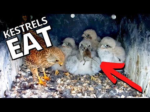 Who Knew Kestrel Chicks Ate Like This?