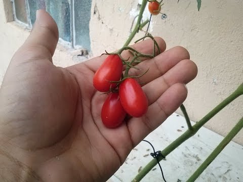 , title : 'Como Plantar Tomate (incio,meio,fim)'