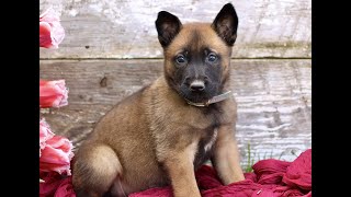 Video preview image #1 Belgian Malinois Puppy For Sale in RONKS, PA, USA