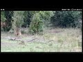 A python unleashes a lethal leopard-claw while the prey ceaselessly bites the opponent. [ Movie Clip