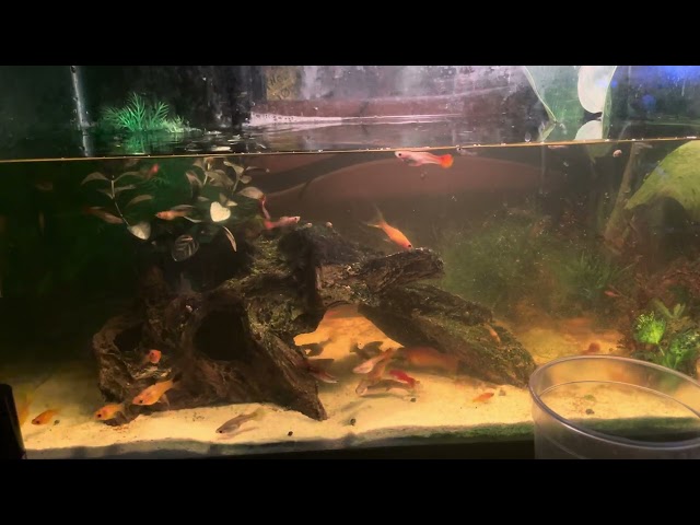 Assorted Female Guppies | NEED GONE FAST! in Fish for Rehoming in Mississauga / Peel Region