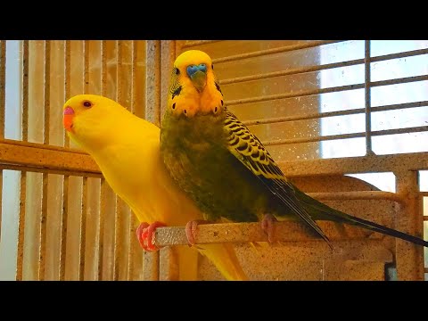 5 Hr Budgies Chirping Parakeets Sounds Reduce Stress , Relax to Nature Bird Sounds