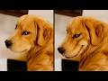 The Funniest Dog Videos Ever (Part 2) DEFAULT Thumbnail