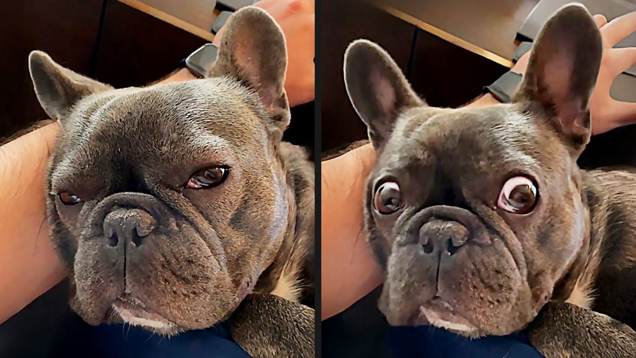 The Funniest Dog Videos Ever (Part 2)