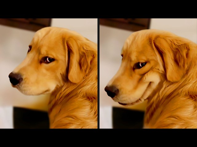 The Funniest Dog Videos Ever (Part 2) SDDEFAULT Thumbnail