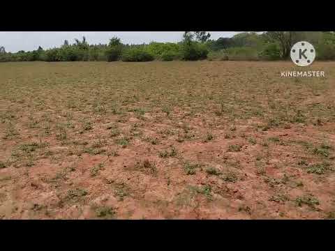 Agricultural Land 2 Acre for Sale in Gandarvakottai, Pudukkottai