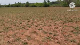  Agricultural Land for Sale in Gandarvakottai, Pudukkottai