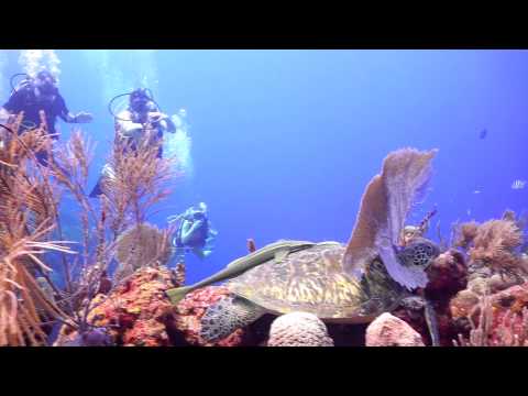 Scuba Diving in Roatan Honduras Overheat Reef!!
