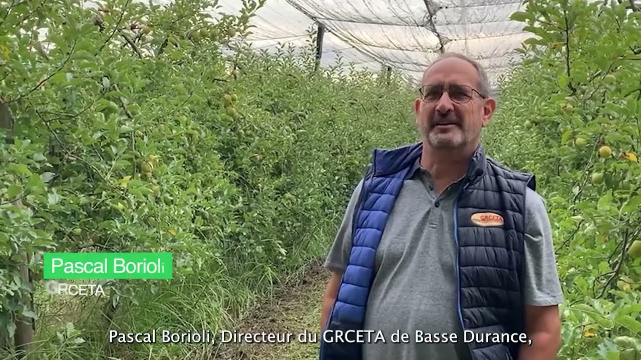 Effective moth control in apple orchards with beneficial nematodes - Capirel