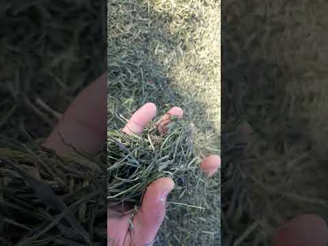 Dry Wheat Grass
