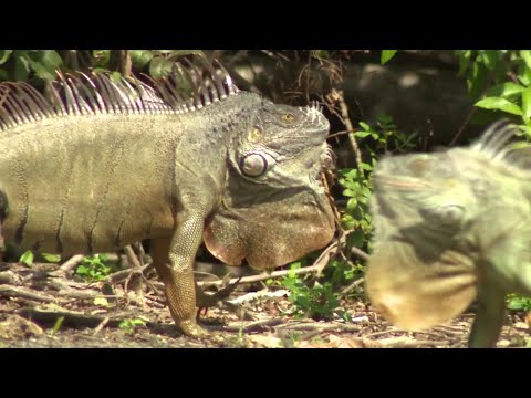 download lagu mp3 mp4 Iguana Removal South Florida, download lagu Iguana Removal South Florida gratis, unduh video klip Iguana Removal South Florida