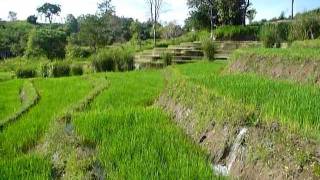 preview picture of video 'Sri Lanka,ශ්‍රී ලංකා,Ceylon,Beautiful Rice Paddy Terraces (05)'