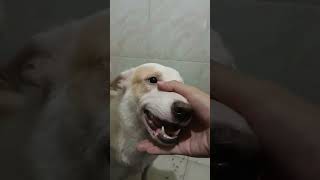 Si Milky muna magrerecap habang wala ako