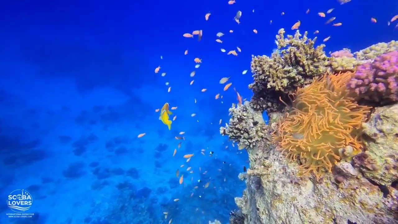 Scuba Lovers com 20250615 012 wm