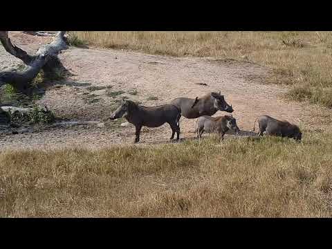 Djuma:  Warthog family of two adults and two young ones - 14:01 - 05/28/19