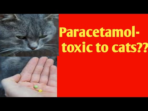 Paracetamol toxic to cats???
