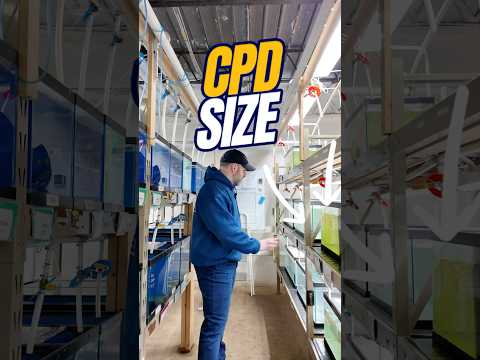 How BIG Do CPDs Get? Celestial Pearl Danio Size