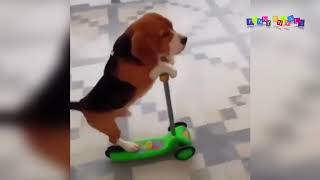 Приколы про собак Здравствуй пи ец