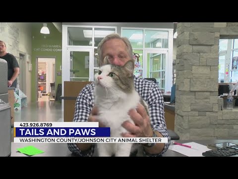 Pets up for adoption for the start of November - YouTube