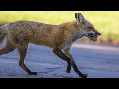 Red Fox Hunting Mouse | How Red Fox Hunting