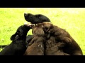 Cobrador de Pelo Liso - Flat-coated retriever father and puppies II