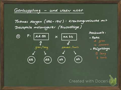 GtzVidB11 15 Genkopplung