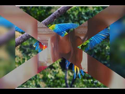 Los potrillos de Rurrenavaque