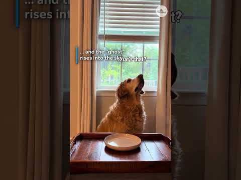 Halloween science trick goes viral. See ghosts leave viewers spellbound.