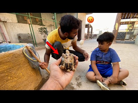 Ye Turtle Shayan Ny Mar Dia kia 🥺