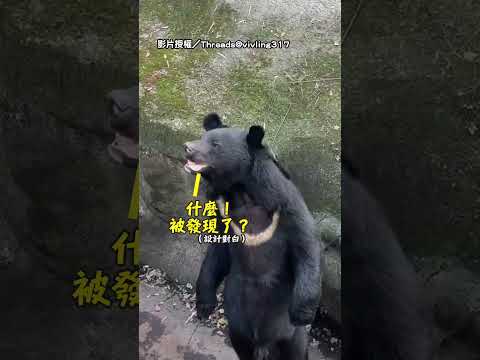 【好像大叔】台灣黑熊雙腳直立散步 下秒坐姿根本工讀生XD｜台灣黑熊｜動物｜工讀生｜動物園