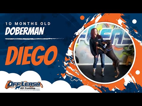 10-Month Old Dobeman, Diego!  Best Doberman Dog Training | Off Leash Doberman Training