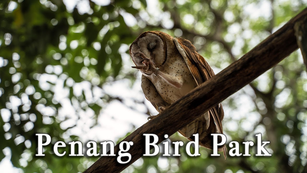 Embark on a captivating virtual journey through Penang Bird Park.