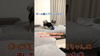 犬、因果応報。  #犬との暮らし #chihuahua #dog