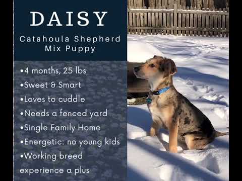 Darling Daisy, an adopted German Shepherd Dog & Catahoula Leopard Dog Mix in Warrenville, IL_image-1