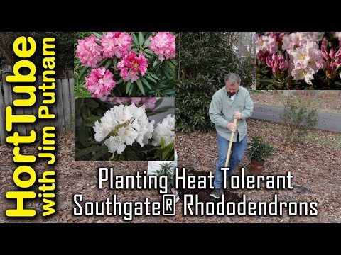 download lagu mp3 mp4 Sun Tolerant Rhododendron, download lagu Sun Tolerant Rhododendron gratis, unduh video klip Sun Tolerant Rhododendron