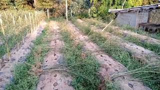 Download lagu mencabut pohon cabe tua mp3 Download lagu mencabut pohon cabe tua mp3