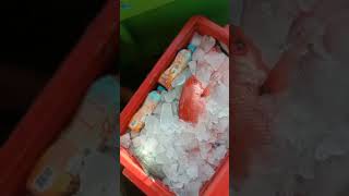 Download lagu HASIL STRIKE PULAU KAPOPOSANG,ANGLER  SENYUM MANIS FULL BOX#shorts mp3