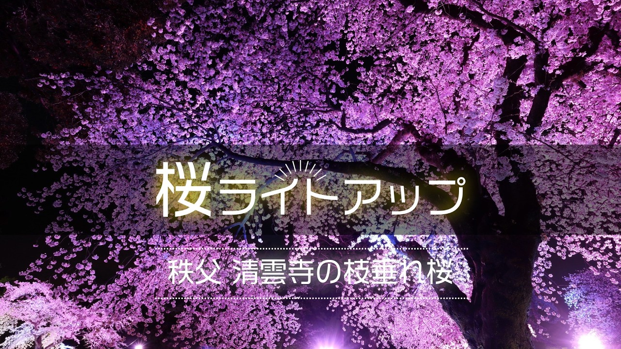 秩父 清雲寺の枝垂れ桜 2026 樹齢600年の枝垂れ桜（ライトアップ配信🔦アーカイブ）🌸埼玉桜の名所🌸【お花見ライブ配信🌸】Weeping cherry tree  in Chichibu