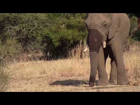 Kwa: Lone Elephant bull - 07/27/19