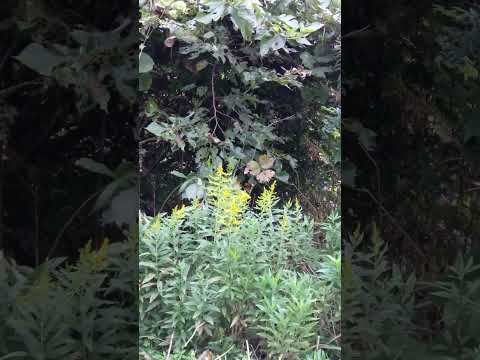 秋のマルチ：どのタイプを選択し、いつどのように適用するか？  庭園