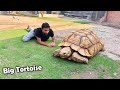 SURPRISE Hum Ny Big Tortoise Le Lia