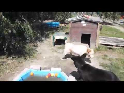 Schronisko w Środzie Wlkp. - Rawia aportuje